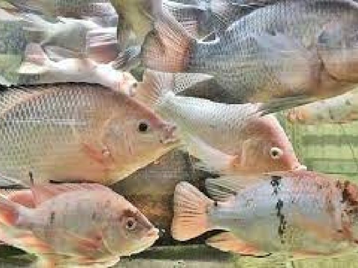 Il pesce che ha cambiato la vita di una donna per sempre: amputazione immediata degli arti!