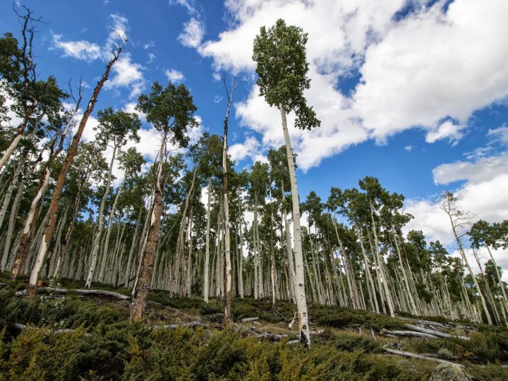 Le incredibili vibrazioni dell’albero di 6.000 tonnellate che parla! Ecco il messaggio agli umani