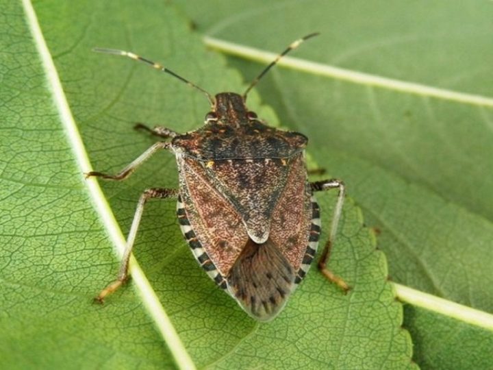 Parigi contro le cimici: la battaglia dell’anno sta per iniziare! Ecco cosa sta accadendo oltralpe