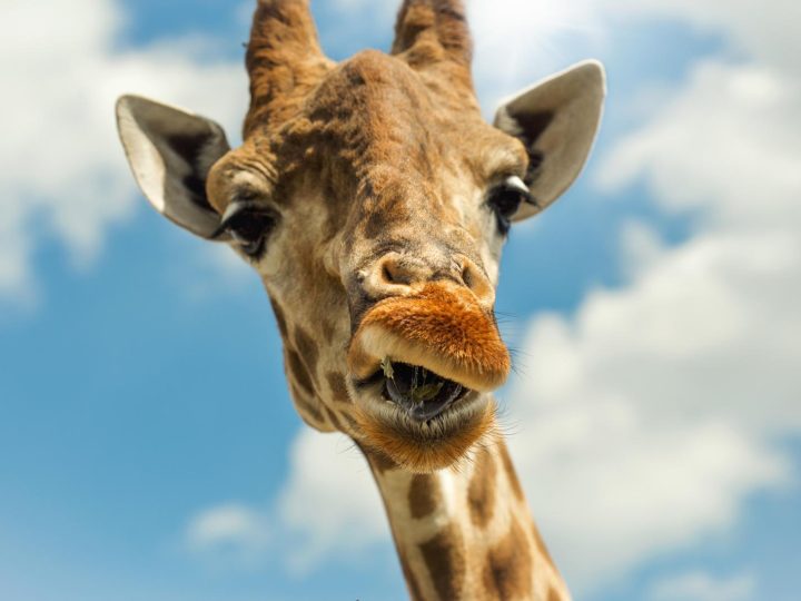 Sconvolgente: ecco perché le giraffe rischiano seriamente l’estinzione!