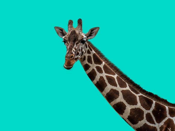 Caccia di frodo: la principale minaccia per le giraffe? L’estinzione è vicina!