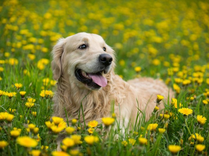 Il segreto per una vita canina più lunga è stato svelato!