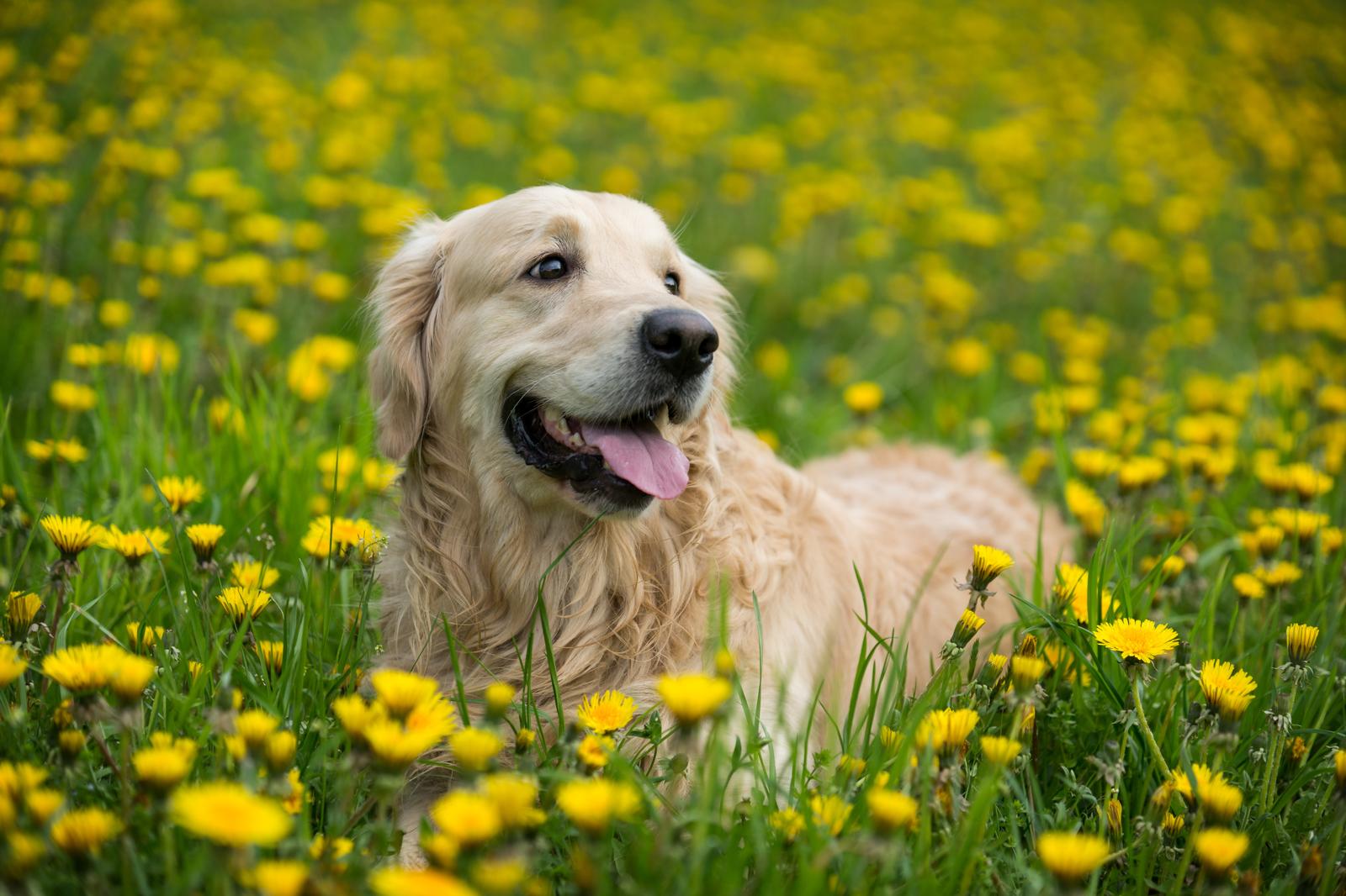 Il segreto per una vita canina più lunga è stato svelato!