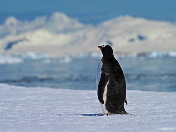 Adattamento unico: pinguino vive con sonno frammentato, la scienza è sbalordita!