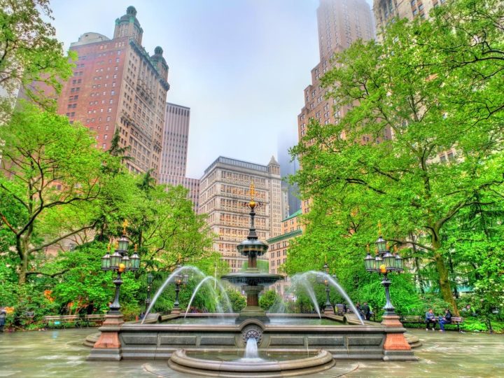Svelato a Central Park: l’albero dei ricordi per cani e gatti scomparsi!