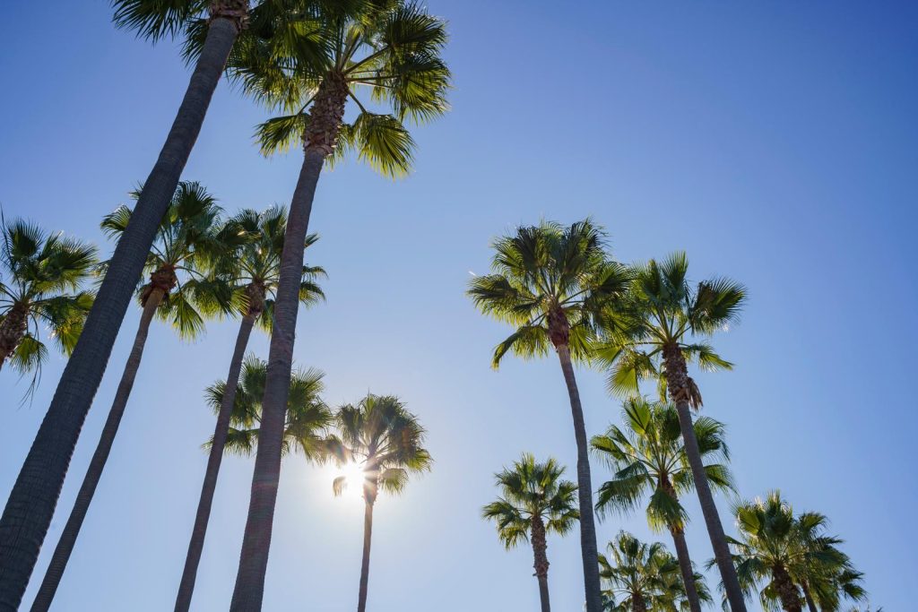 Palme