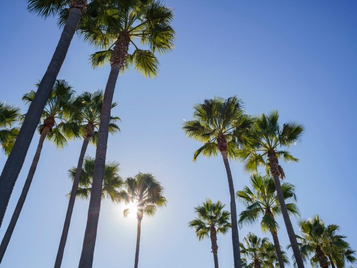 Palme addio: la decisione di Los Angeles che sta facendo discutere il mondo!
