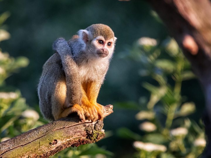 Esclusivo: le scimmie e i loro dispetti – più simili a noi di quanto pensassi!